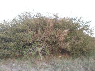 Terminalia australis, photographed by Rafael Tosi