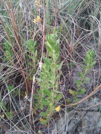 Chenopodium retusum, photographed by Rafael Tosi