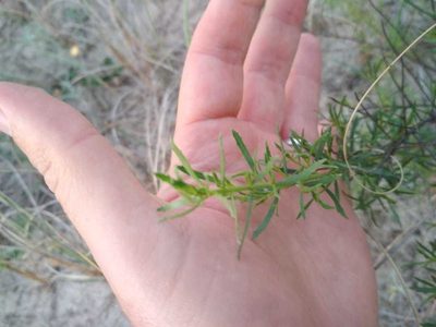 Baccharis linearifolia, photographed by Rafael Tosi