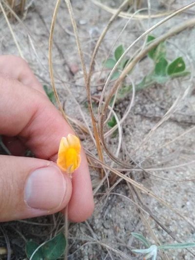 Arachis villosa, photographed by Rafael Tosi
