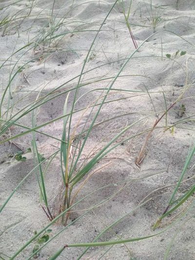 Panicum racemosum, photographed by Rafael Tosi