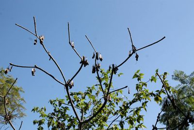 Amphipterygium adstringens, photographed by Viacheslav Shalisko