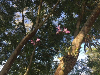Laelia autumnalis, photographed by Fredy
