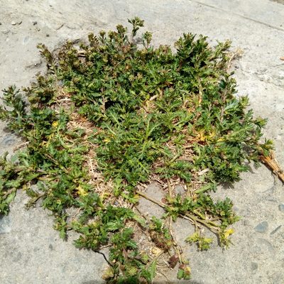 Lepidium bipinnatifidum, photographed by Alfredo F. Fuentes Claros