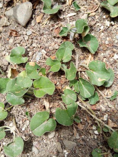 Dichondra sericea, photographed by Alfredo F. Fuentes Claros