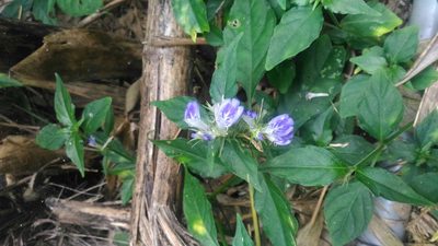 Rungia taiwanensis, photographed by 黃 伊君