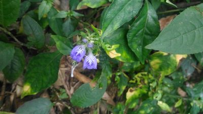 Rungia taiwanensis, photographed by 黃 伊君