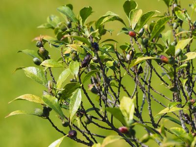 Ficus formosana, photographed by 葉子