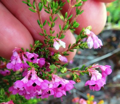 Erica melanthera, photographed by linkie