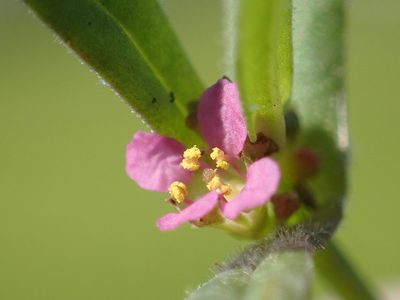 Ammannia auriculata, photographed by 葉子