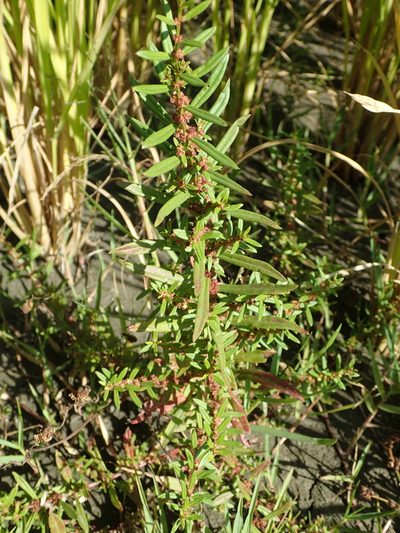 Ammannia auriculata, photographed by 葉子