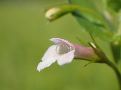 Torenia anagallis, photographed by 葉子