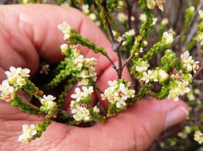 Lachnaea ericoides, photographed by linkie