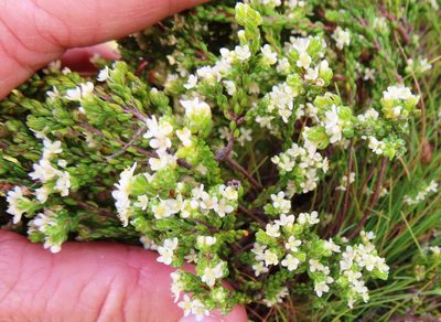 Lachnaea ericoides, photographed by linkie
