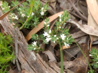 Brachyloma ciliatum, photographed by Elspeth Swan