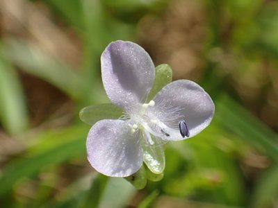 Murdannia loriformis, photographed by 葉子