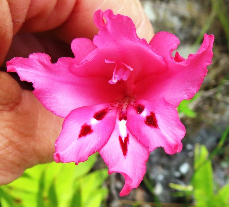 Gladiolus crispulatus, photographed by linkie