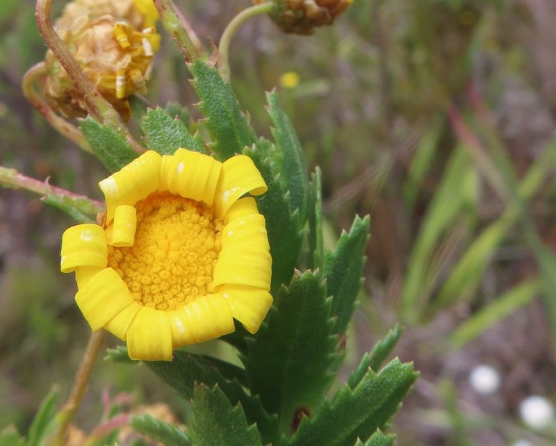 Ursinia serrata, photographed by linkie