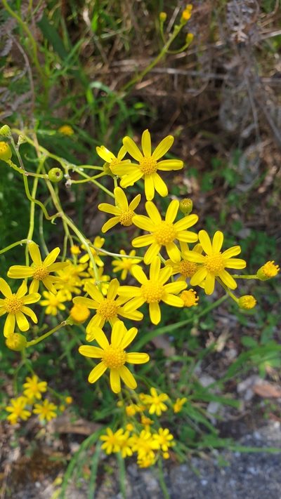 Senecio spanomerus, photographed by Andrew Thornhill