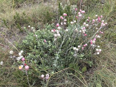 Achyranthemum affine, photographed by Andrew Gillespie