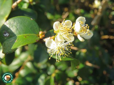 Eugenia brasiliensis, photographed by Diogo Luiz