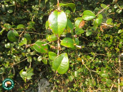 Eugenia brasiliensis, photographed by Diogo Luiz