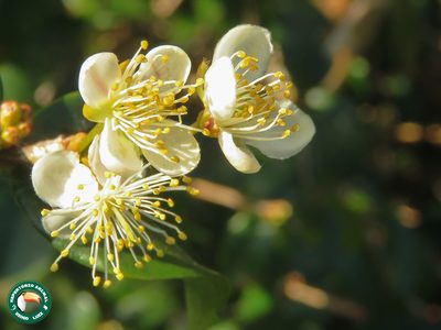 Eugenia brasiliensis, photographed by Diogo Luiz