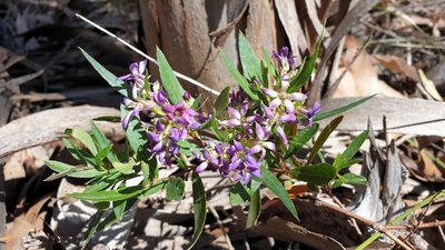 Billardiera cymosa, photographed by Andrew Thornhill