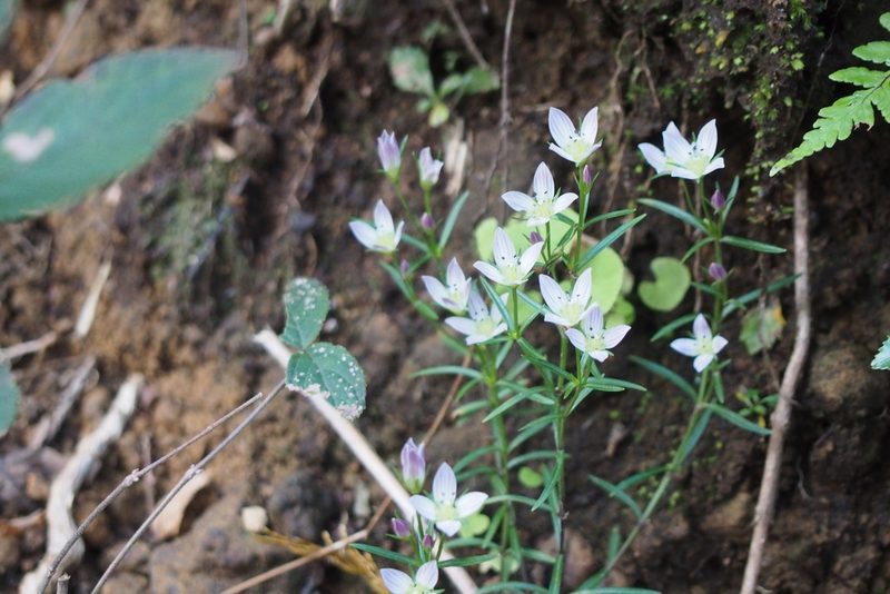 Swertia japonica, photographed by harum.koh