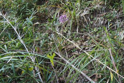 Allium thunbergii, photographed by harum.koh