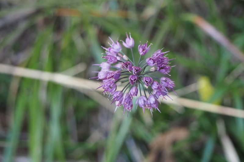 Allium thunbergii, photographed by harum.koh