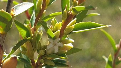Styphelia rufa, photographed by Andrew Thornhill