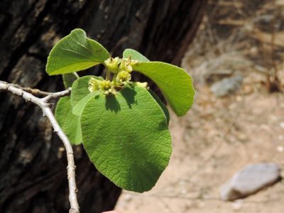 Cordia pilosissima, photographed by i_c_riddell
