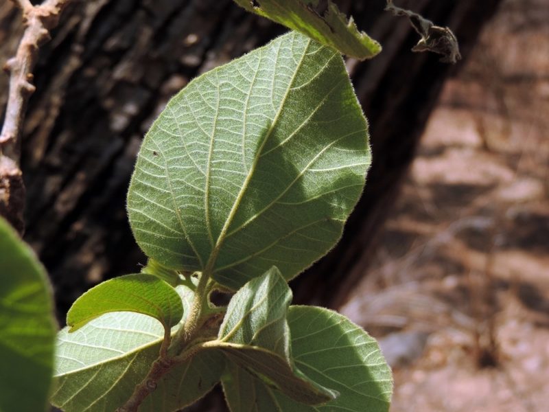 Cordia pilosissima, photographed by i_c_riddell
