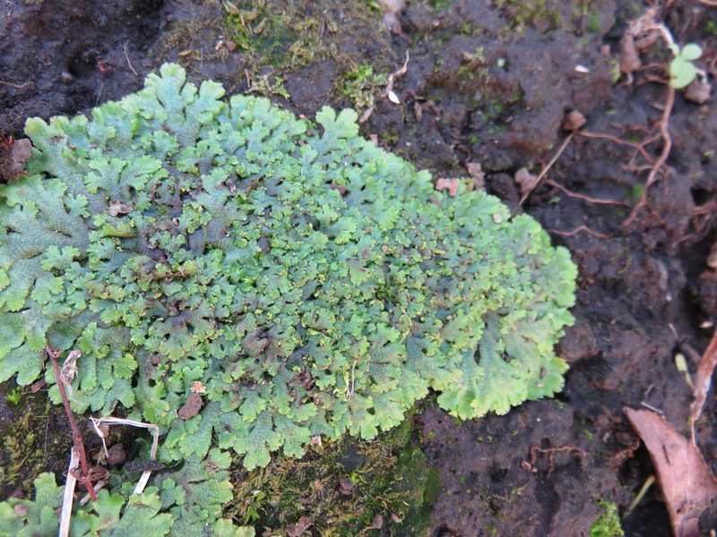 Sandea japonica, photographed by Se Lena