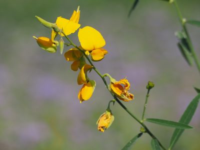 Crotalaria juncea, photographed by 葉子