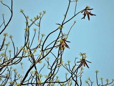 Entandrophragma caudatum, photographed by i_c_riddell
