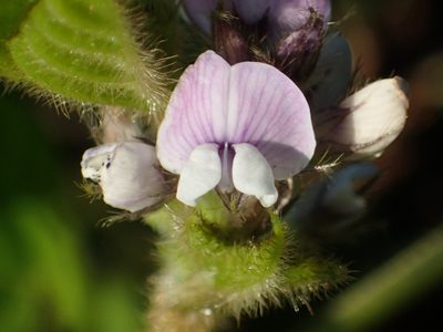 Glycine max, photographed by 葉子
