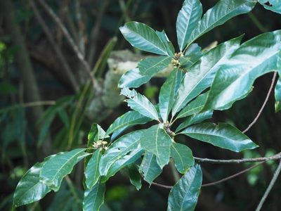 Lindera megaphylla, photographed by 葉子