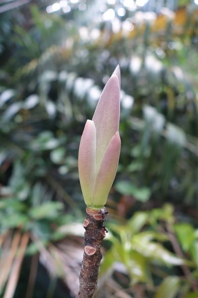 Ficus caulocarpa, photographed by agujaceratops