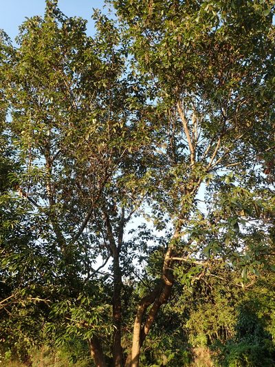 Alnus formosana, photographed by 葉子