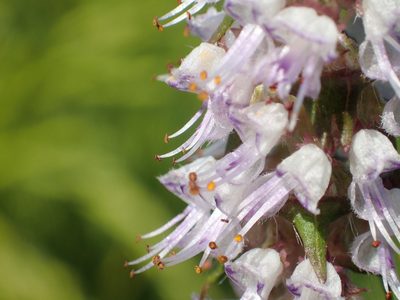 Platostoma palustre, photographed by 葉子