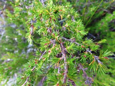 Cliffortia tuberculata, photographed by linkie