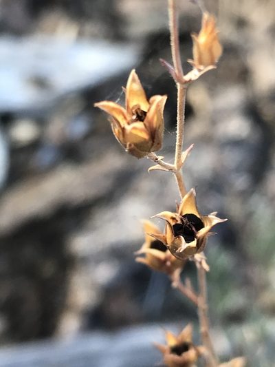 Penstemon californicus, photographed by Sula Vanderplank