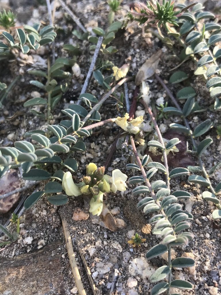Astragalus circumdatus, photographed by Sula Vanderplank