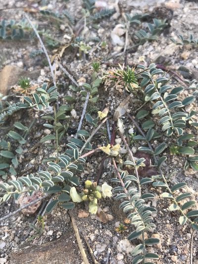 Astragalus circumdatus, photographed by Sula Vanderplank