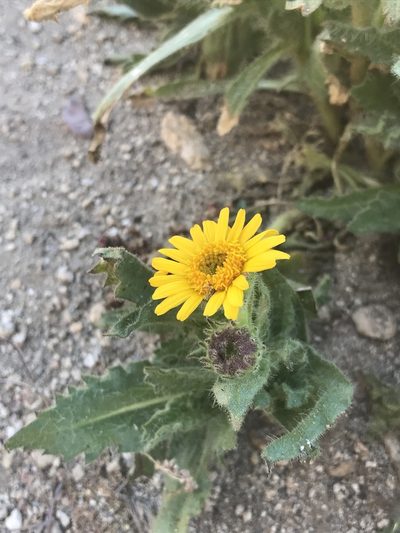 Hulsea mexicana, photographed by Sula Vanderplank