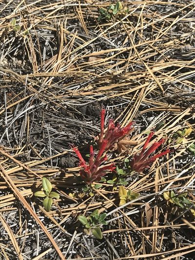 Monardella macrantha, photographed by Sula Vanderplank