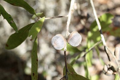 Quercus hemisphaerica, photographed by Laura Clark