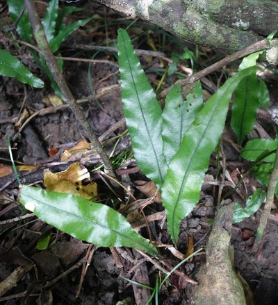 Leptochilus wrightii, photographed by agujaceratops